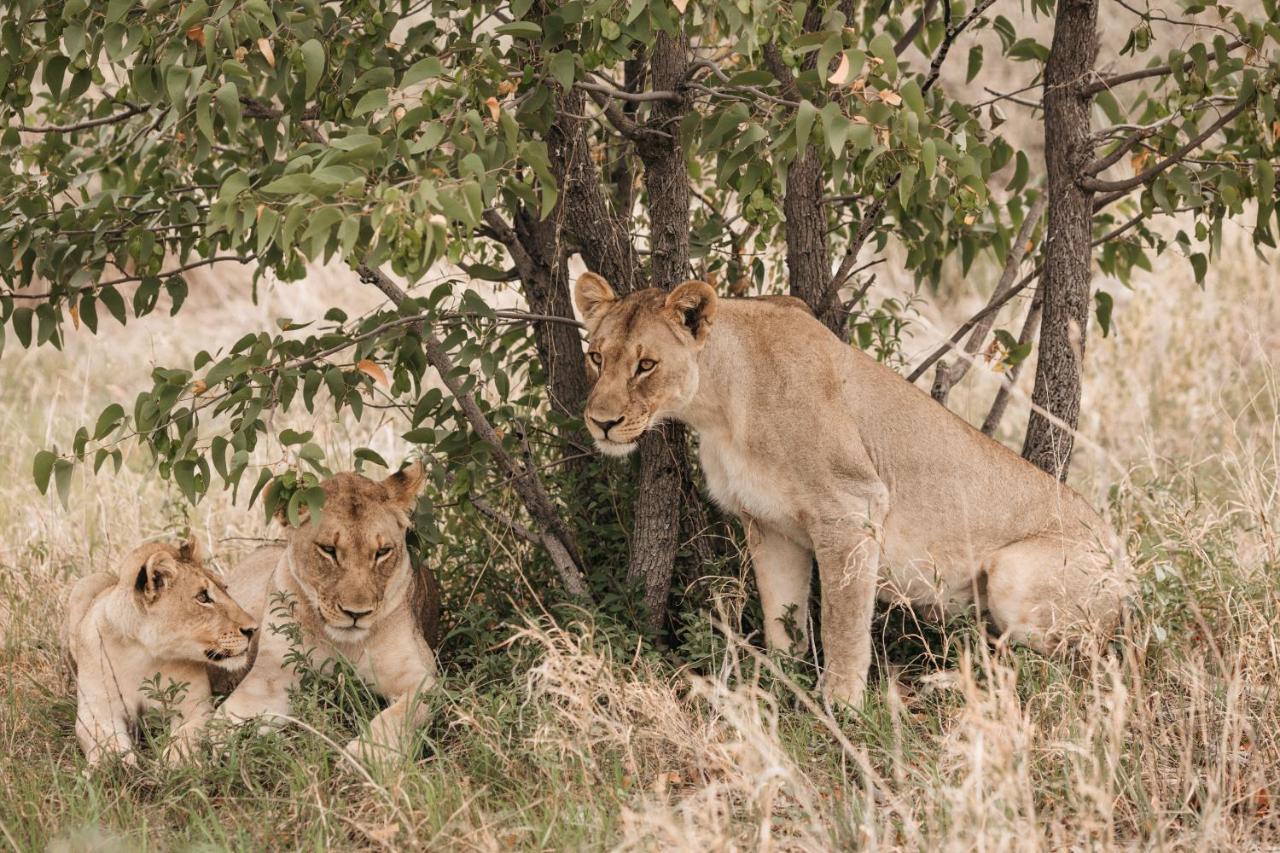 Etosha Safari Campsite Exterior foto